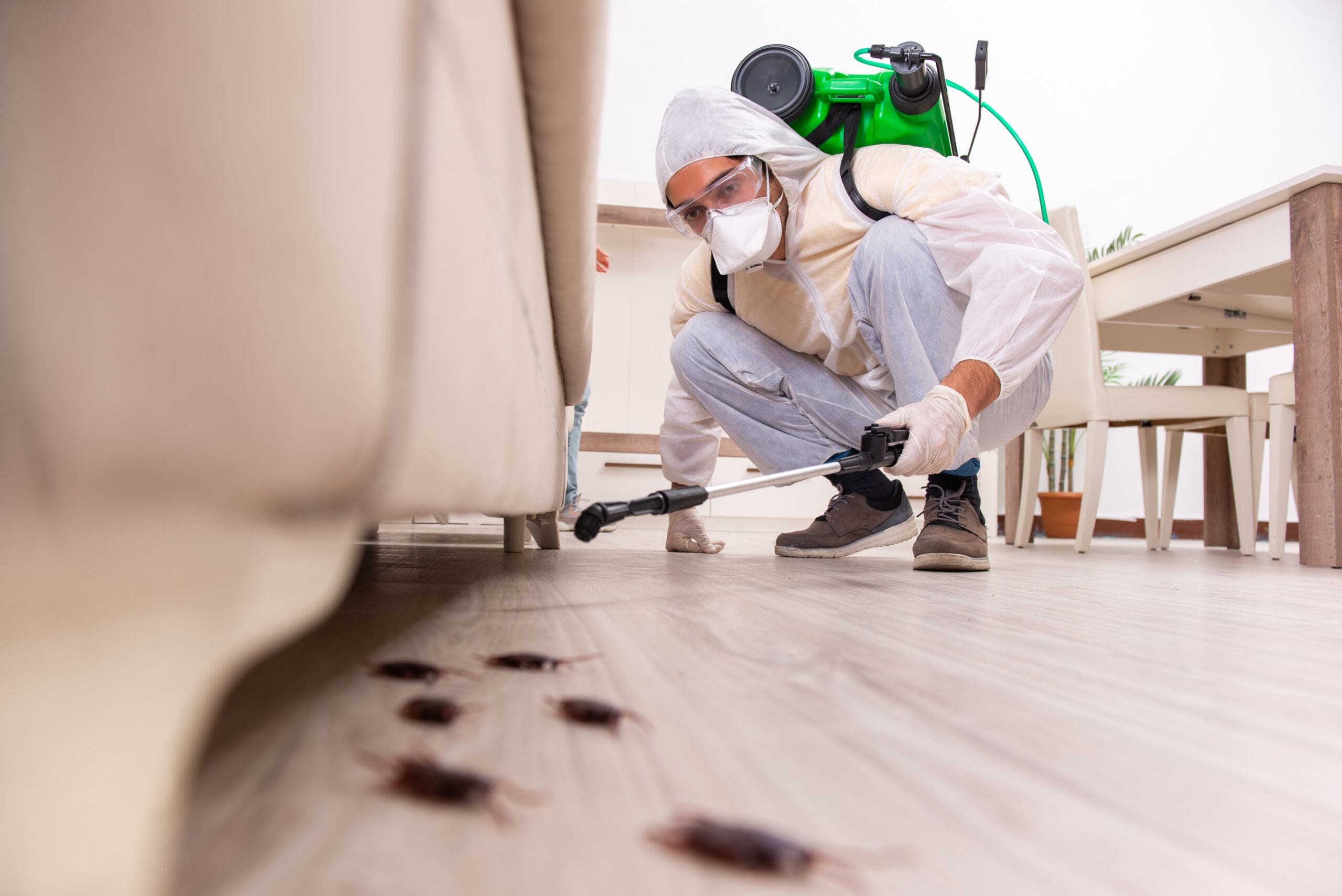 A pest control worker in protective gear sprays insecticide under a couch, targeting several cockroaches on the floor in a living room.