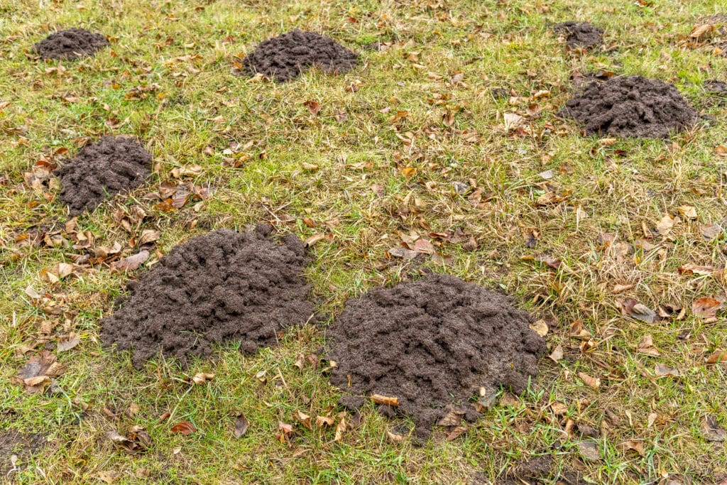 Several fresh molehills of dark, loose soil scattered across a grassy area with some brown, fallen leaves mixed in.