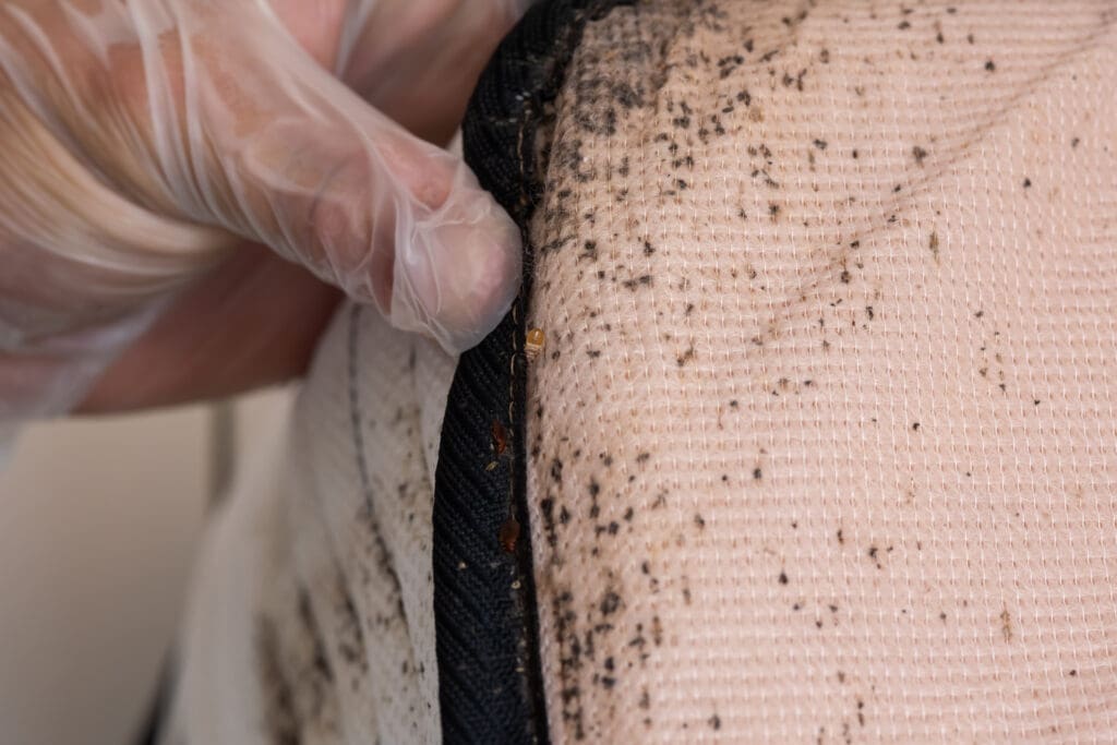 A gloved hand lifts the edge of a mattress, revealing a severe bed bug infestation with visible bugs, eggs, and dark fecal spots on the fabric and seams.