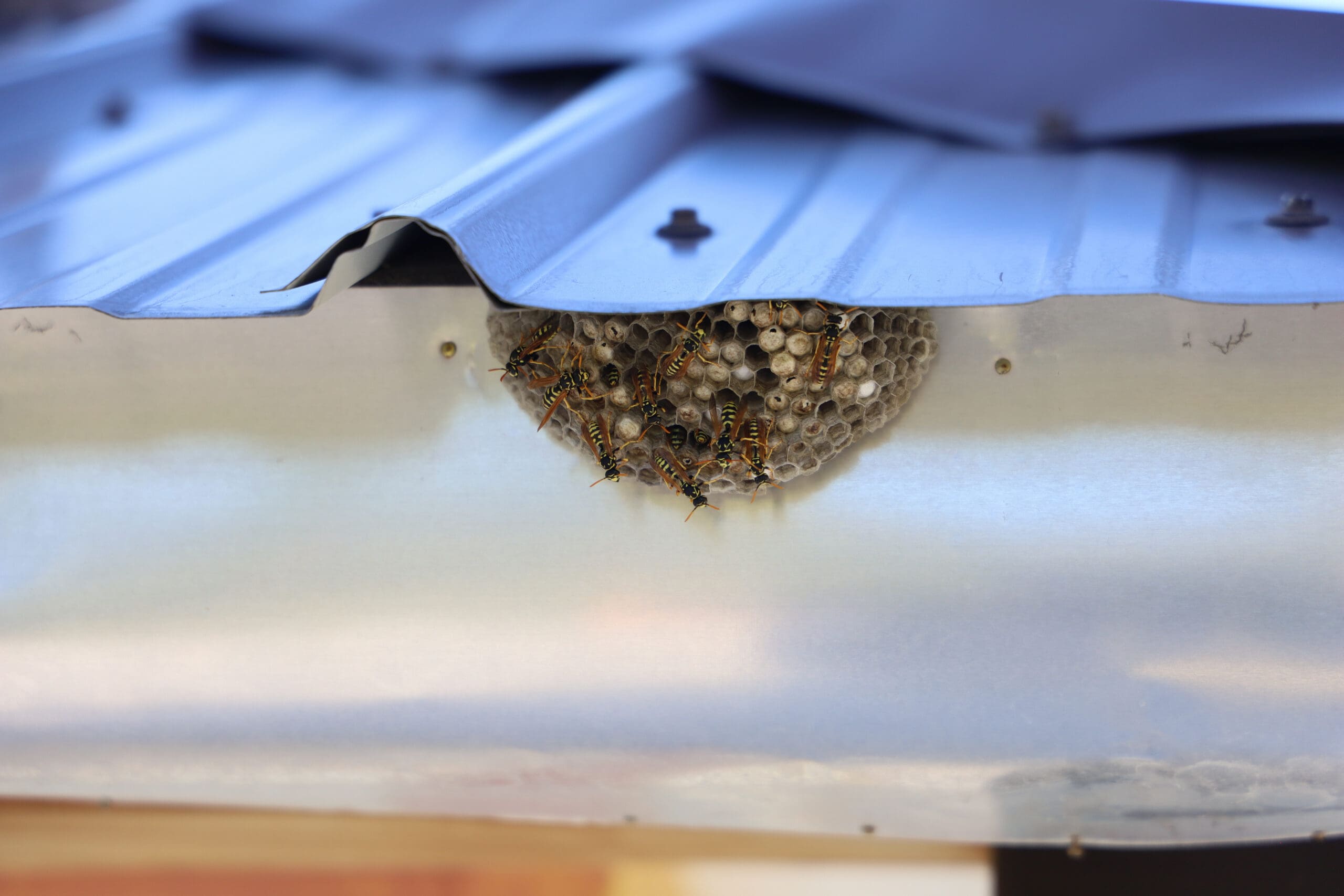 Several wasps gather around a nest built underneath a corrugated metal roof, attached to the underside of the metal sheeting. The nest has a honeycomb structure with visible cells.