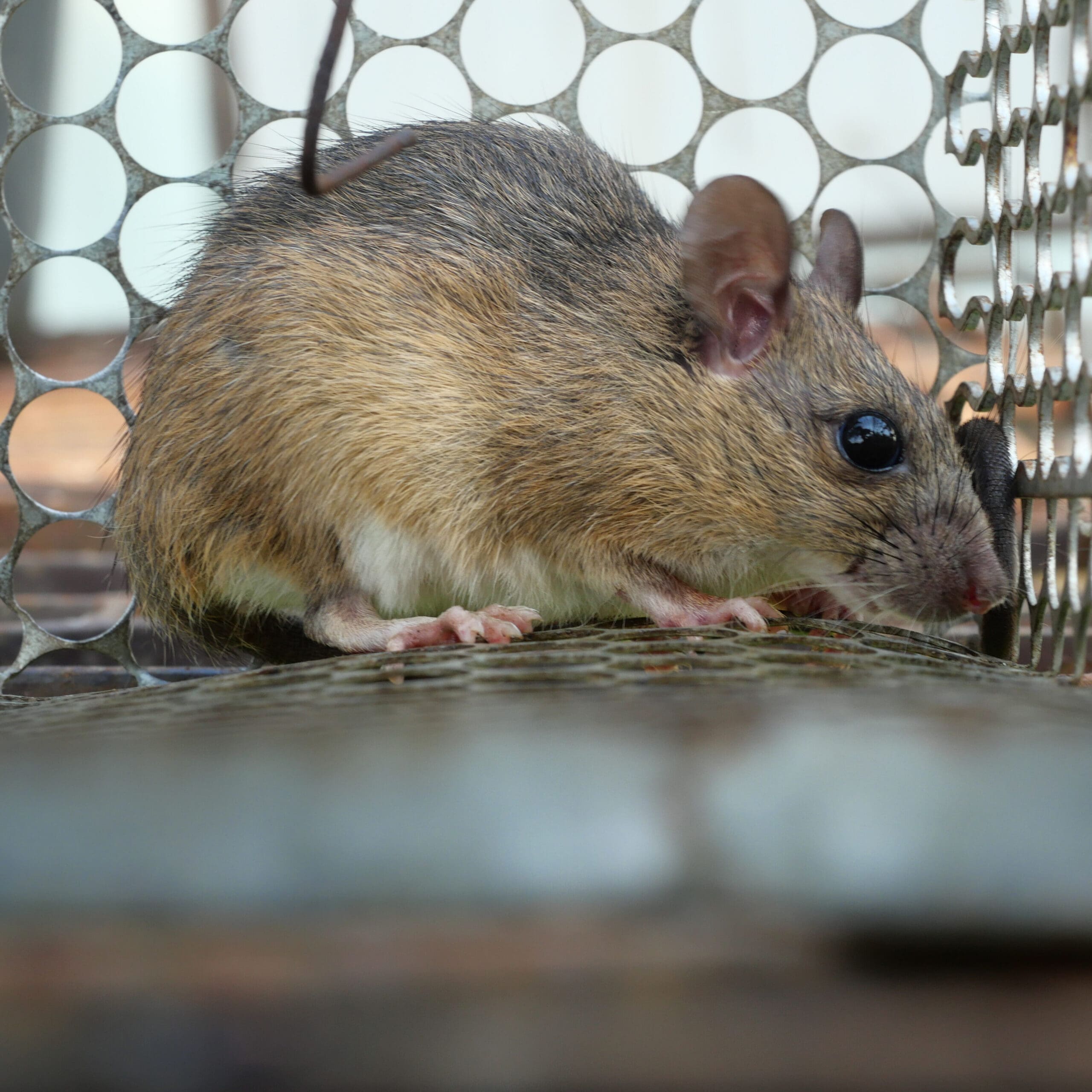 A brown rat with white underbelly crouches inside a metal cage trap, surrounded by circular holes in the wire mesh.